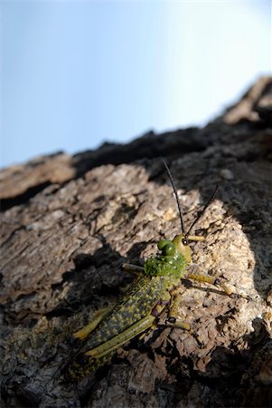 simsearch:400-09225556,k - Grasshopper on a tree catching the morning sun Photographie de stock - Aubaine LD & Abonnement, Code: 400-04692242