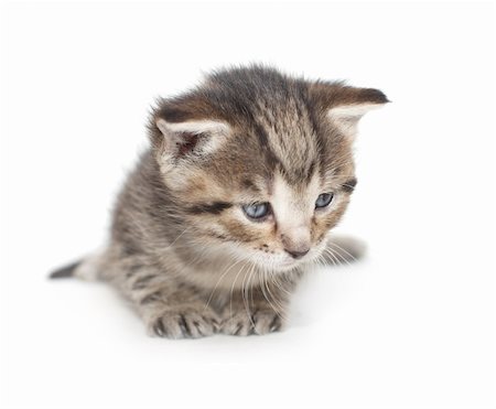 simsearch:400-08316734,k - Little two week kitten on white background Stockbilder - Microstock & Abonnement, Bildnummer: 400-04692437