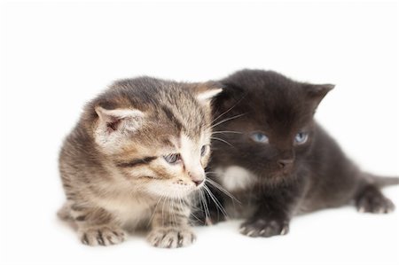 simsearch:400-07050558,k - Striped and black little kittens on white background Stockbilder - Microstock & Abonnement, Bildnummer: 400-04692438