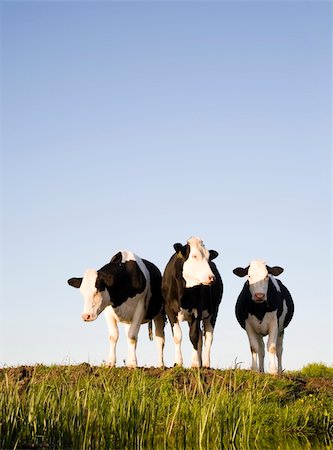 simsearch:400-07676838,k - Dutch cows in the meadow Stock Photo - Budget Royalty-Free & Subscription, Code: 400-04692451