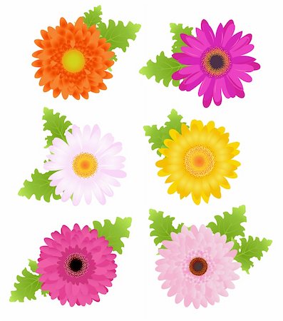 simsearch:400-05705548,k - 6 Colorful Daisies (Orange, Pink, Magenta, Yellow) With Leaves, Isolated On White Fotografie stock - Microstock e Abbonamento, Codice: 400-04692635
