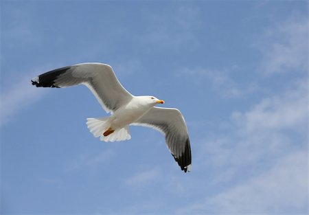 simsearch:400-05893563,k - flying herring gull on a blue sky background Stock Photo - Budget Royalty-Free & Subscription, Code: 400-04692719