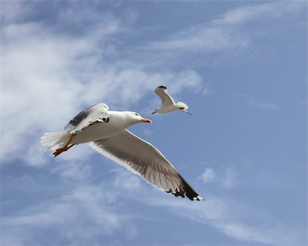 simsearch:400-05893563,k - two flying herring gull on a blue sky background Stock Photo - Budget Royalty-Free & Subscription, Code: 400-04692720