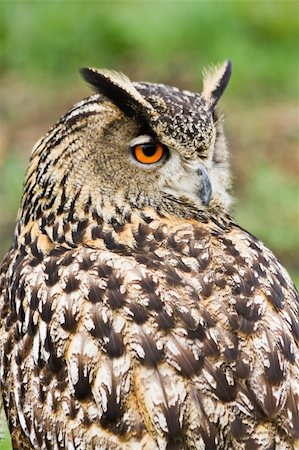 eagle preyed human - Eagle owl sitting and looking backward Stock Photo - Budget Royalty-Free & Subscription, Code: 400-04692819