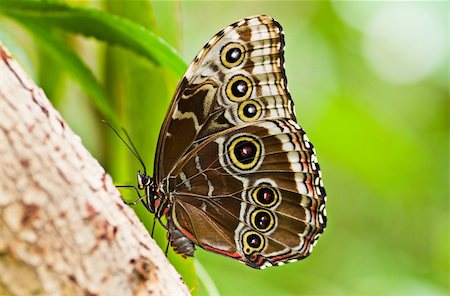 Blue morpho tropical butterfly resting with wings closed. Open wings are beautiful blue coloured Stock Photo - Budget Royalty-Free & Subscription, Code: 400-04692820