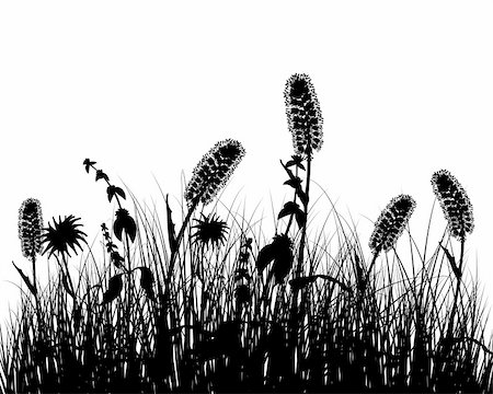 simsearch:400-04678689,k - Vector grass silhouettes background. All objects are separated. Photographie de stock - Aubaine LD & Abonnement, Code: 400-04692877