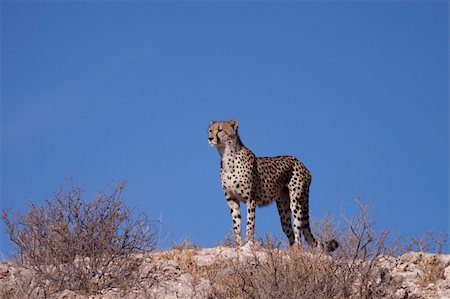 Female cheetah on the lookout for prey in South Africa Stock Photo - Budget Royalty-Free & Subscription, Code: 400-04692935