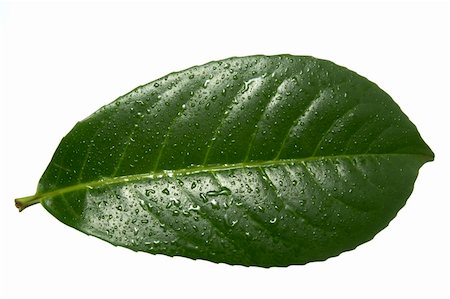 simsearch:614-06002309,k - close up of green leaf on white background with clipping path Stockbilder - Microstock & Abonnement, Bildnummer: 400-04693117