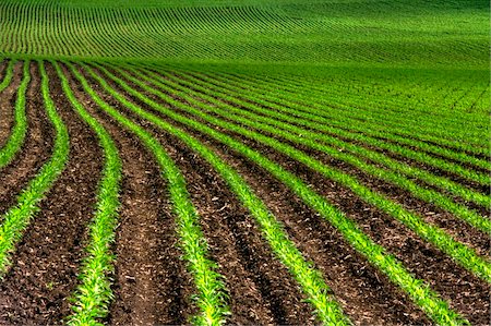 Rows of freshly planted corn sprouting up making neat patterns in the soil Stock Photo - Budget Royalty-Free & Subscription, Code: 400-04693454