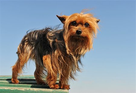 simsearch:400-04615455,k - portrait of a purebred yorkshire terrier on a blue sky Foto de stock - Royalty-Free Super Valor e Assinatura, Número: 400-04693909