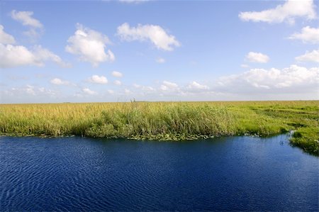 everglades national park - beautiful green everglades in florida Stock Photo - Budget Royalty-Free & Subscription, Code: 400-04705037
