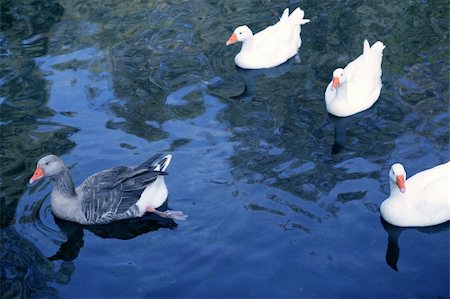 simsearch:400-06478318,k - beautiful ducks in the lake Stock Photo - Budget Royalty-Free & Subscription, Code: 400-04705045