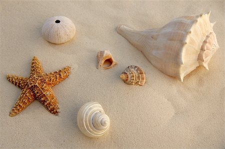 simsearch:400-05724658,k - beautiful shells on the shore beach Foto de stock - Super Valor sin royalties y Suscripción, Código: 400-04705046