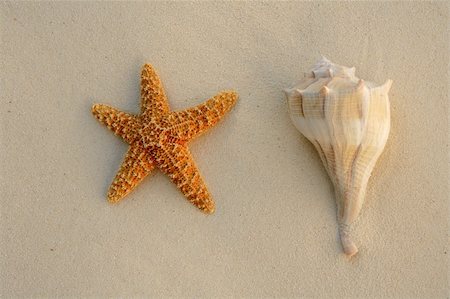 simsearch:400-05724658,k - beautiful shells on the shore beach Foto de stock - Super Valor sin royalties y Suscripción, Código: 400-04705047