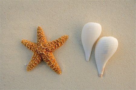 simsearch:400-05724658,k - beautiful shells on the shore beach Foto de stock - Super Valor sin royalties y Suscripción, Código: 400-04705048