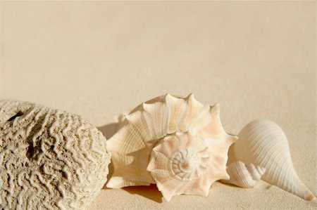 simsearch:400-05724658,k - beautiful shells on the shore beach Foto de stock - Super Valor sin royalties y Suscripción, Código: 400-04705049