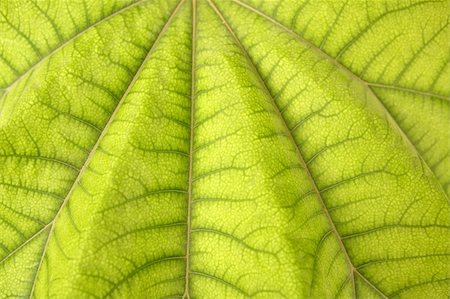 macro of green leaf in spring autumn Stock Photo - Budget Royalty-Free & Subscription, Code: 400-04705055