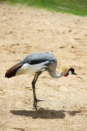 African Yellow billed Stork Tantalo, Mycteria ibis bird, nature Photographie de stock - Aubaine LD & Abonnement, Code: 400-04705056