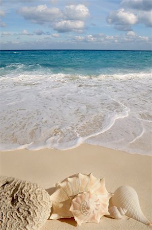 simsearch:400-05724658,k - beautiful shells on the shore beach Foto de stock - Super Valor sin royalties y Suscripción, Código: 400-04705050