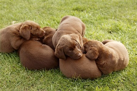 simsearch:400-05382792,k - beautiful golden retriever family puppies Fotografie stock - Microstock e Abbonamento, Codice: 400-04705052