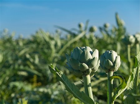 simsearch:400-07293838,k - Two artichokes among the rest. Focus on the foreground. Photographie de stock - Aubaine LD & Abonnement, Code: 400-04705375