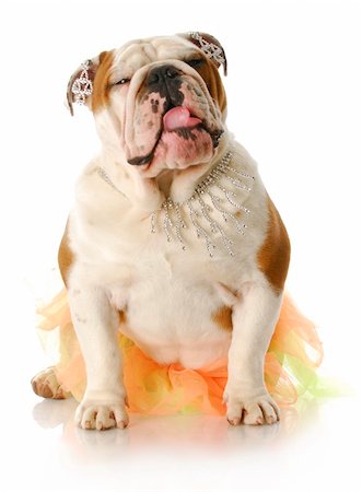 dogs with jewelry - adorable english bulldog dressed up wearing shirt and fancy jewellry with reflection on white background Stock Photo - Budget Royalty-Free & Subscription, Code: 400-04705438
