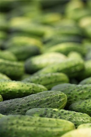 simsearch:400-04709478,k - Close up of fresh organic cucumbers. Shallow DOF Foto de stock - Super Valor sin royalties y Suscripción, Código: 400-04705486