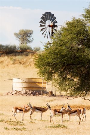 simsearch:400-06521553,k - Herd of springbuck standing near waterhole and windpump Stock Photo - Budget Royalty-Free & Subscription, Code: 400-04705497