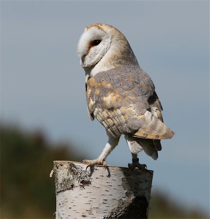 simsearch:400-04688415,k - Portrait of a Barn Owl perched on a Silver Birch stump Stockbilder - Microstock & Abonnement, Bildnummer: 400-04705553