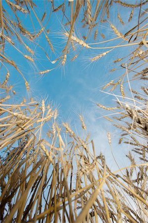 simsearch:400-04983141,k - Wheat viewed from under, blue sky Stock Photo - Budget Royalty-Free & Subscription, Code: 400-04705878