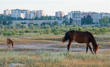 simsearch:400-08372603,k - Horse with small foal in preirie pasture (near Scholkino Town, Crimea, Ukraine). Stock Photo - Budget Royalty-Free & Subscription, Code: 400-04705898