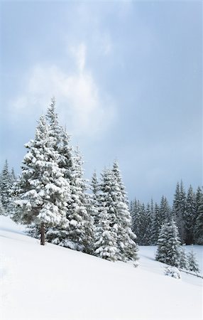 simsearch:400-04319458,k - winter calm dull mountain landscape with fir trees  on slope (Kukol Mount, Carpathian Mountains, Ukraine) Stock Photo - Budget Royalty-Free & Subscription, Code: 400-04705918