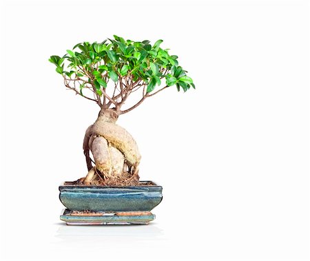 An image of a nice little bonsai tree Stock Photo - Budget Royalty-Free & Subscription, Code: 400-04705999