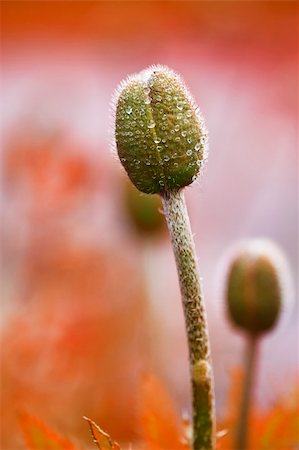 poppi castle - green poppy bud with water drops on slight red background Photographie de stock - Aubaine LD & Abonnement, Code: 400-04706158