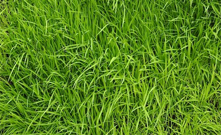 enciktat (artist) - the detail of green grass background Foto de stock - Royalty-Free Super Valor e Assinatura, Número: 400-04706237