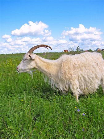 simsearch:400-05349309,k - White domestic goat grazing on a meadow with scrub Foto de stock - Royalty-Free Super Valor e Assinatura, Número: 400-04706504