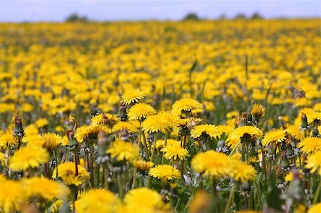 simsearch:400-04706517,k - Close-up of many dandelion flowers at the field Stock Photo - Budget Royalty-Free & Subscription, Code: 400-04706517