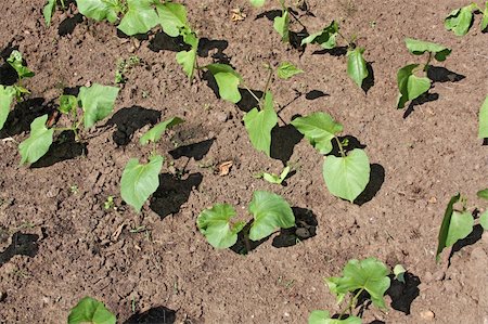 Young bean plants in the seedbed Stock Photo - Budget Royalty-Free & Subscription, Code: 400-04706518