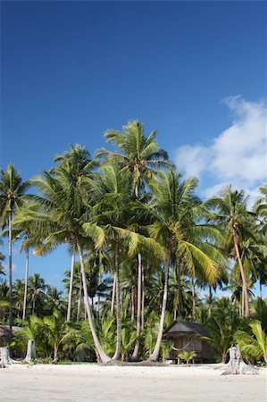 simsearch:400-08706307,k - Beach hut under coconut palms Photographie de stock - Aubaine LD & Abonnement, Code: 400-04706510