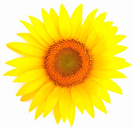 detail of sunflower - Beautiful colorful sunflower on a white background Stock Photo - Budget Royalty-Free & Subscription, Code: 400-04706726