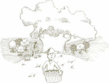 Pen and ink style illustration of a man harvesting apples. Foto de stock - Super Valor sin royalties y Suscripción, Código: 400-04706736