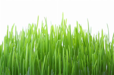 simsearch:400-05362449,k - Green grass isolated on white background, shallow dof Photographie de stock - Aubaine LD & Abonnement, Code: 400-04706982