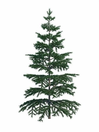 simsearch:400-04653794,k - Nice tree fir on white background Photographie de stock - Aubaine LD & Abonnement, Code: 400-04707066