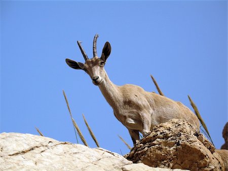simsearch:400-04707302,k - Mountain goat on a cliff against the sky Stock Photo - Budget Royalty-Free & Subscription, Code: 400-04707302