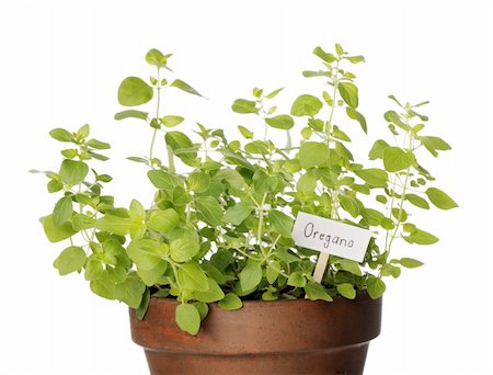 potted herbs - Potted Oregano herb with a sign Stock Photo - Budget Royalty-Free & Subscription, Code: 400-04707359