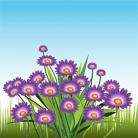 An image of purple daisies. Stock Photo - Budget Royalty-Free & Subscription, Code: 400-04707364