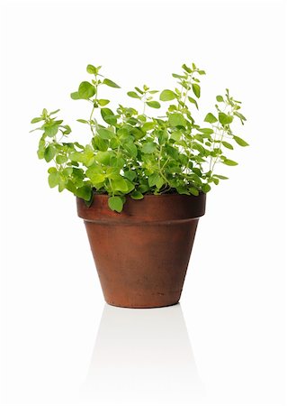 potted herbs - A Clay pot with oregano herb Stock Photo - Budget Royalty-Free & Subscription, Code: 400-04707360