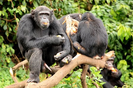 simsearch:400-04707566,k - Chimpanzee Sanctuary, Game Reserve - Uganda, East Africa Photographie de stock - Aubaine LD & Abonnement, Code: 400-04707548