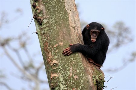 Chimpanzee Sanctuary, Game Reserve - Uganda, East Africa Foto de stock - Super Valor sin royalties y Suscripción, Código: 400-04707559