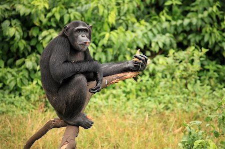 simsearch:400-04707552,k - Chimpanzee Sanctuary, Game Reserve - Uganda, East Africa Fotografie stock - Microstock e Abbonamento, Codice: 400-04707550